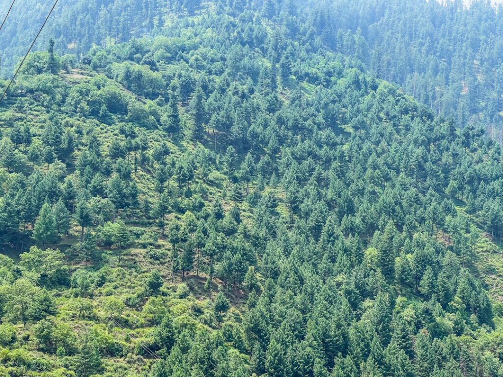 Photo Reforestation Results