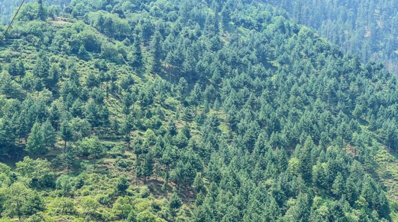 Photo Reforestation Results