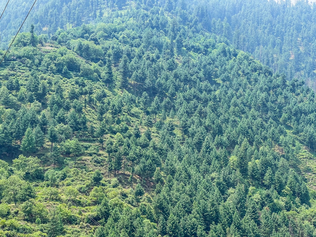 Photo Reforestation Results