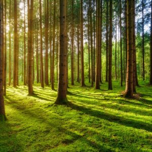 Photo Green forest