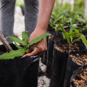 Photo Tree planting