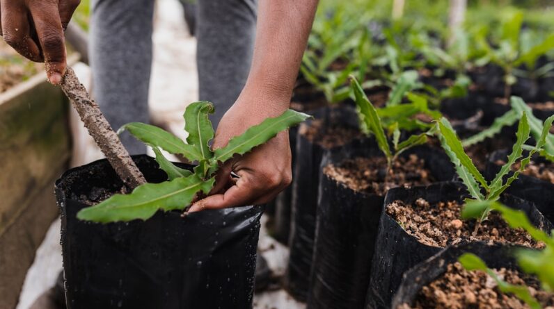 Photo Tree planting