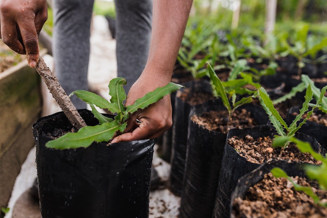 Photo Tree planting