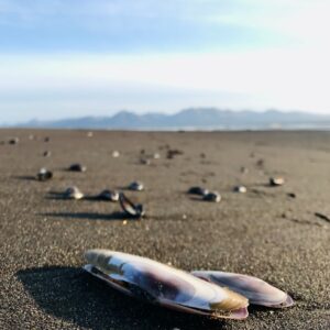 Photo Dead marine life