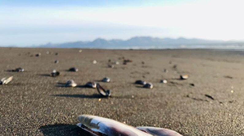 Photo Dead marine life