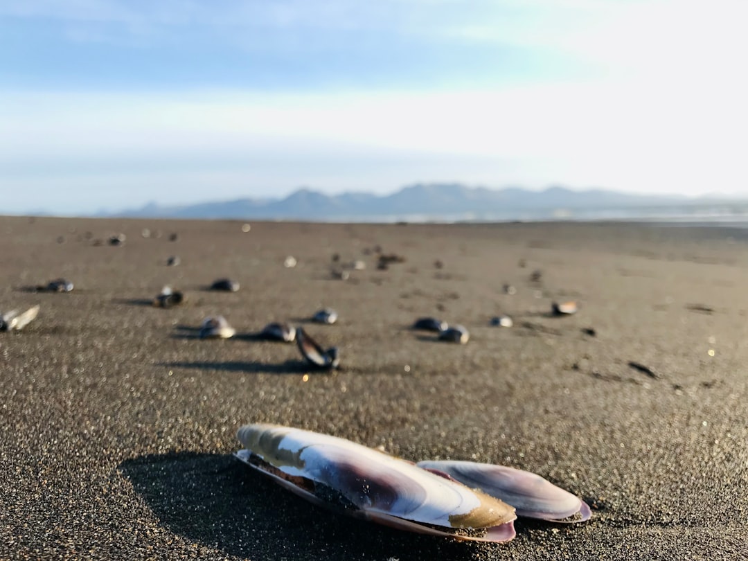Photo Dead marine life
