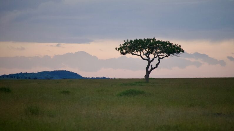 Photo Safari landscape