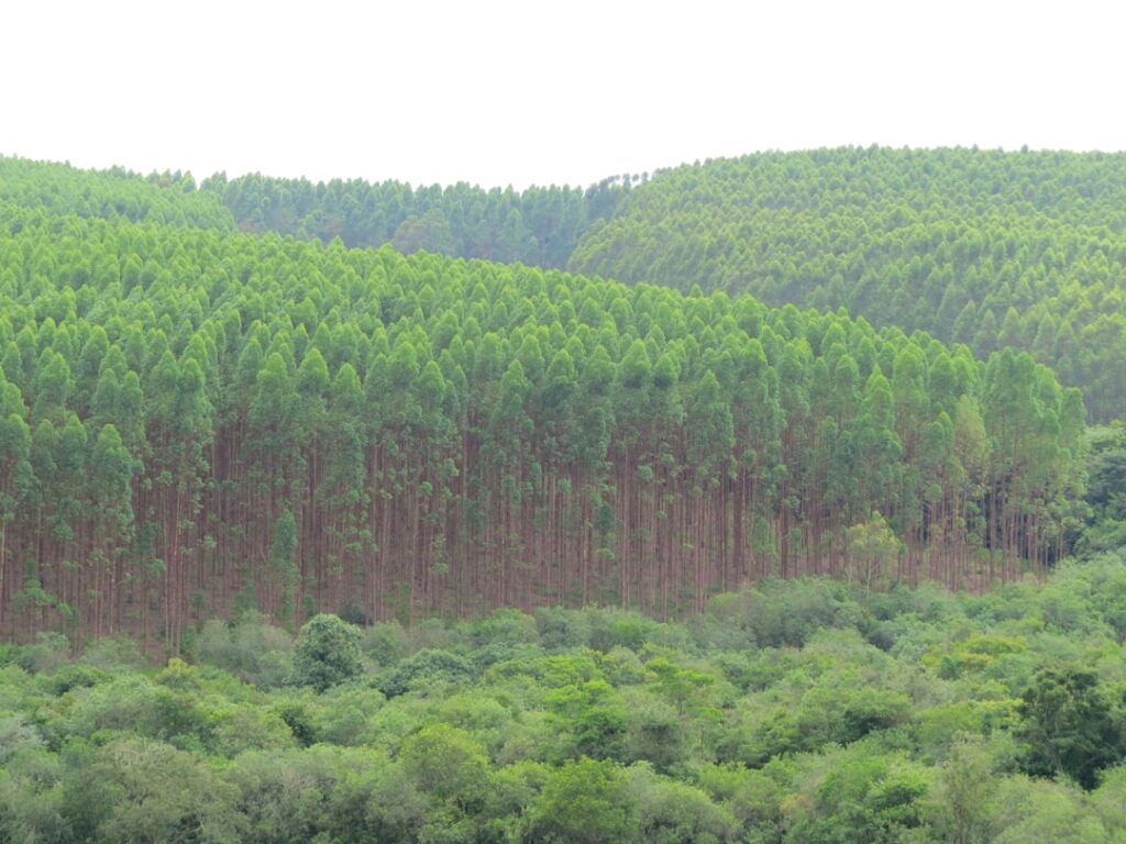 Photo Reforestation Progress