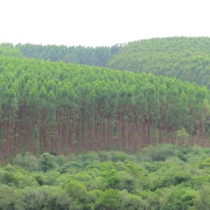 Photo Reforestation Progress