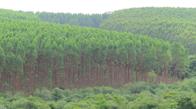 Photo Reforestation Progress