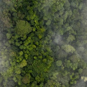 Photo Lush forest