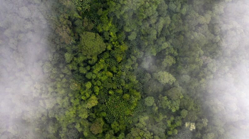 Photo Lush forest