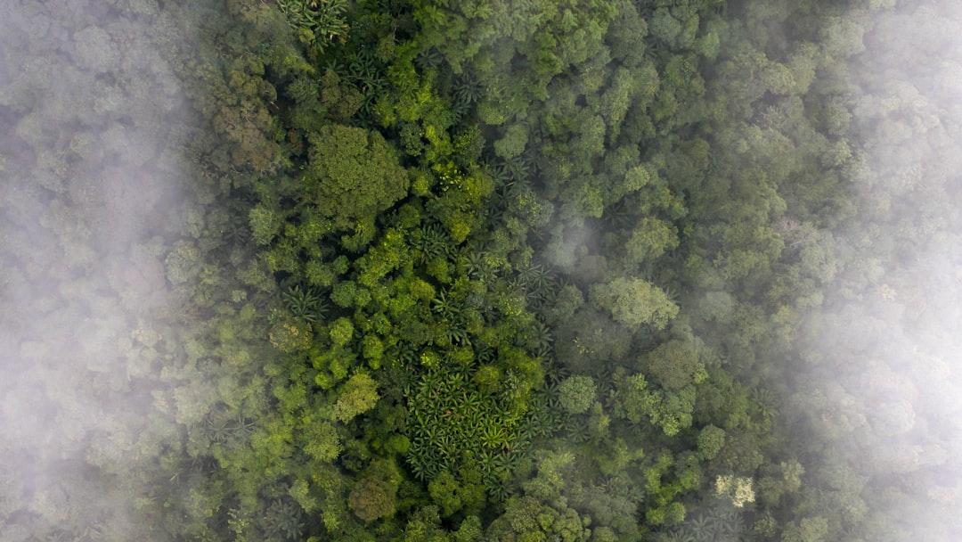 Photo Lush forest