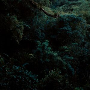 Photo Lush forest