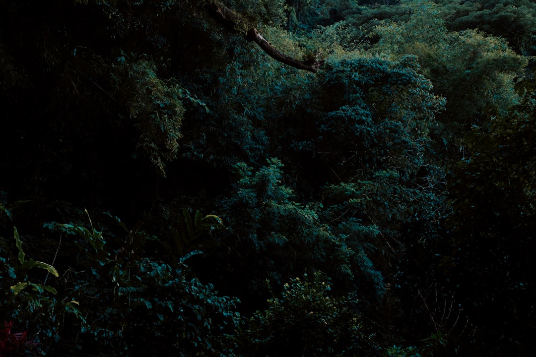 Photo Lush forest