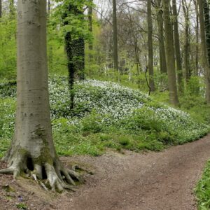 Photo Green forest