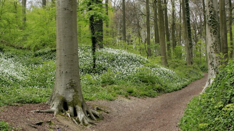 Photo Green forest