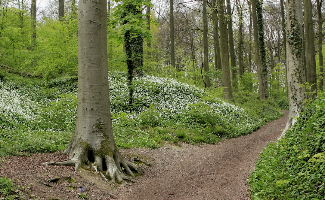 Photo Green forest