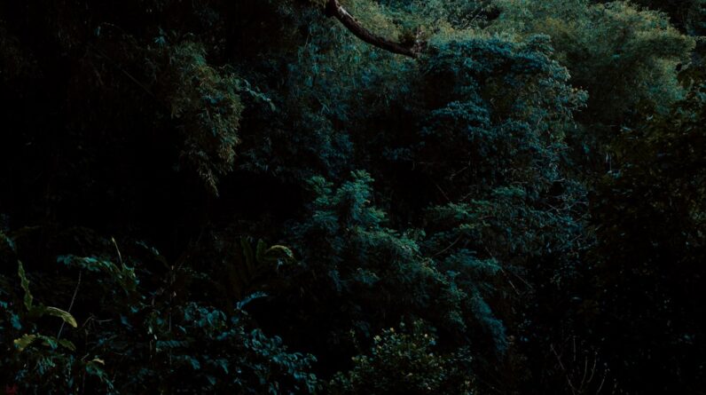 Photo Lush forest