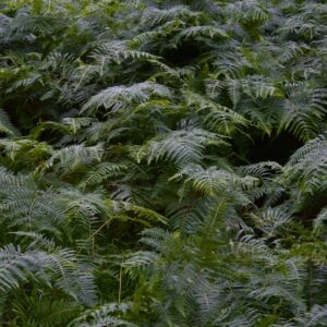 Photo Lush forest
