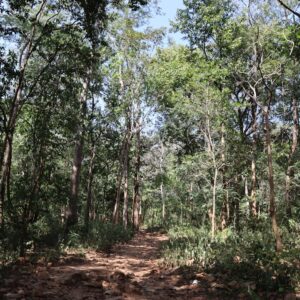 Photo Reforestation project