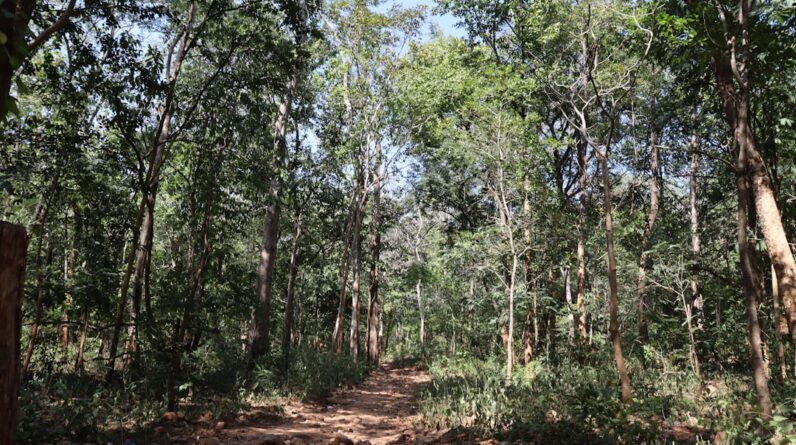 Photo Reforestation project