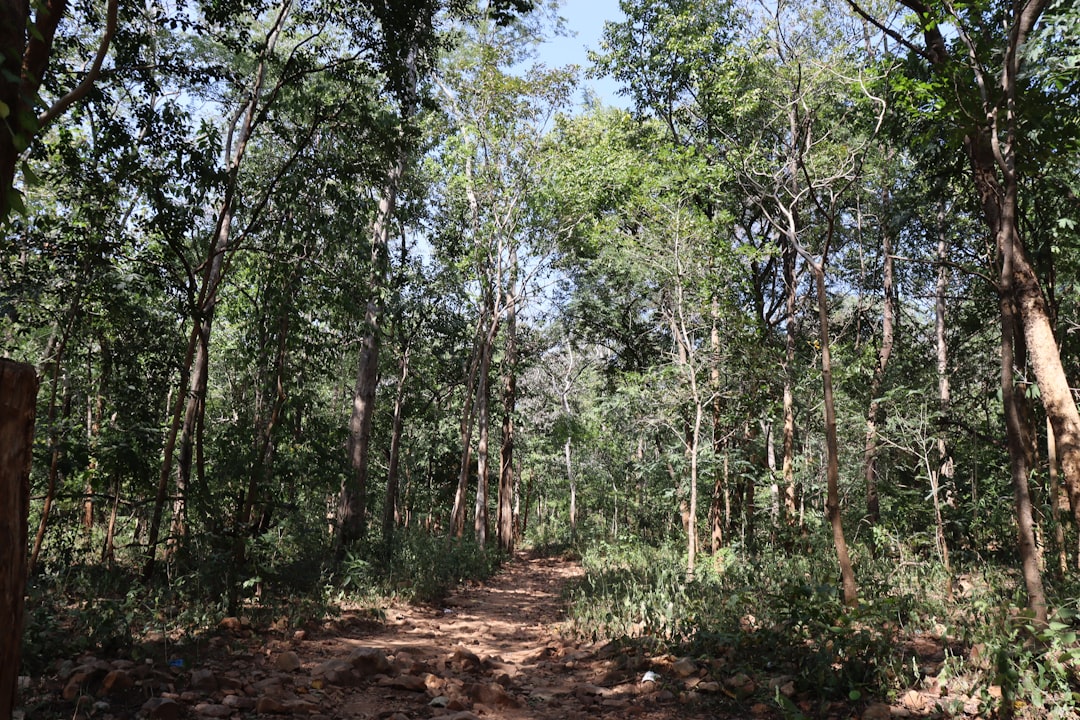 Photo Reforestation project