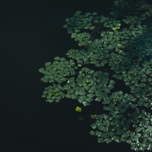 Photo Diverse ecosystem