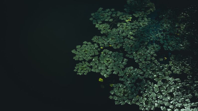 Photo Diverse ecosystem