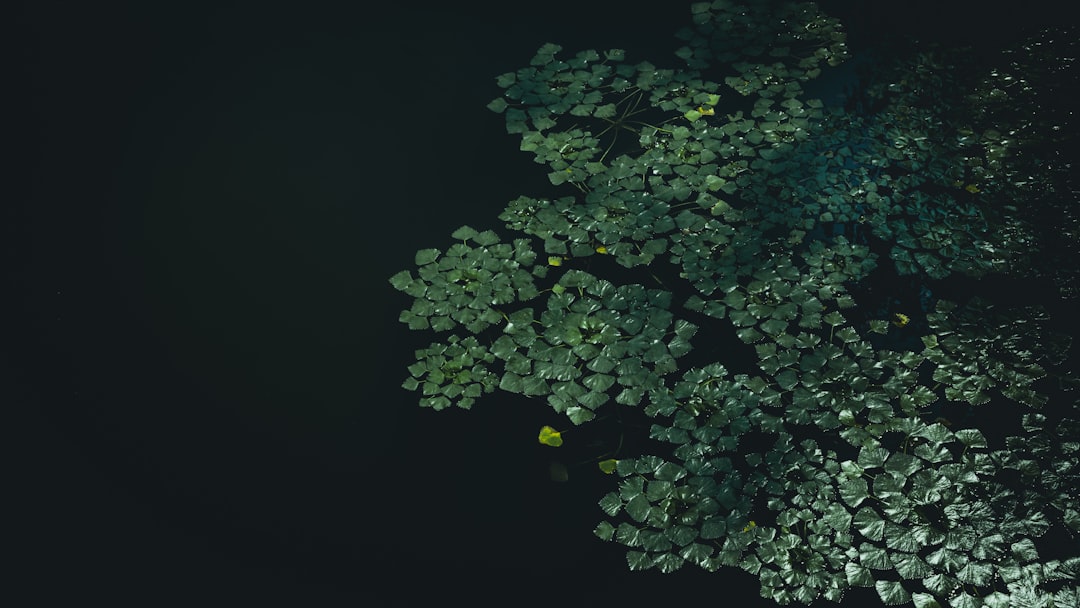 Photo Diverse ecosystem