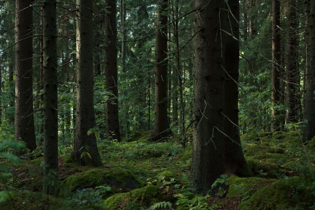 Photo Lush forest