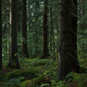 Photo Lush forest