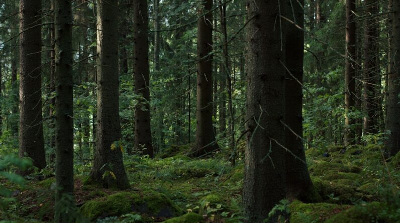 Photo Lush forest