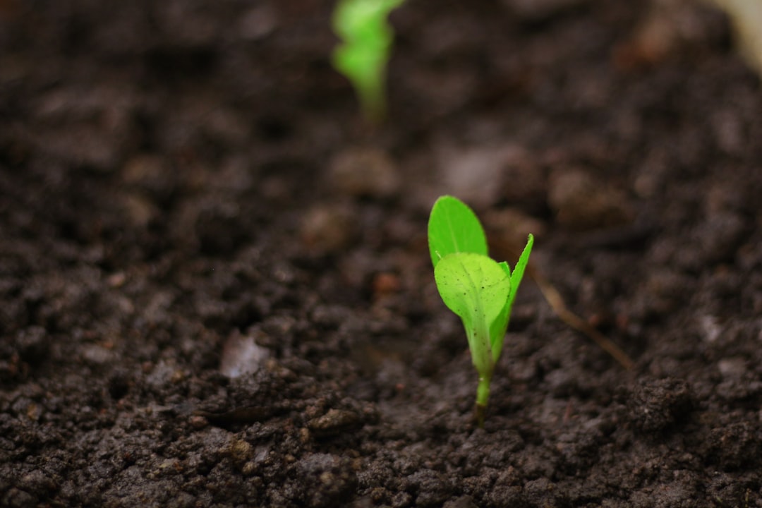 Photo Tree planting