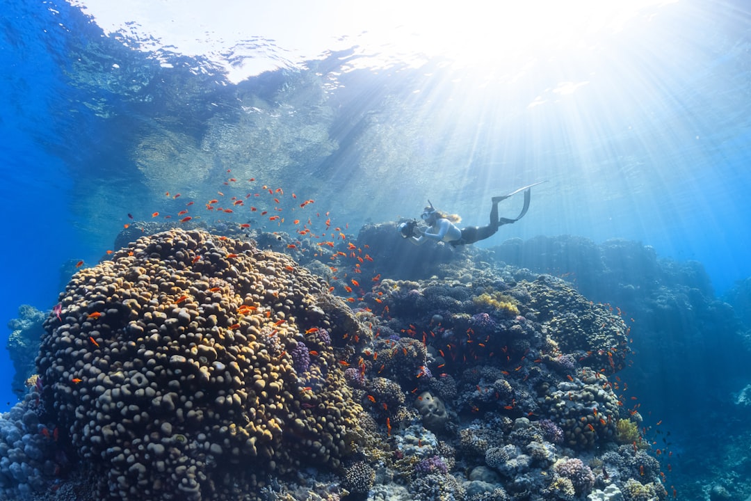 Photo Underwater ecosystem