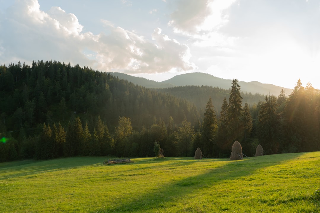 Photo Green landscape