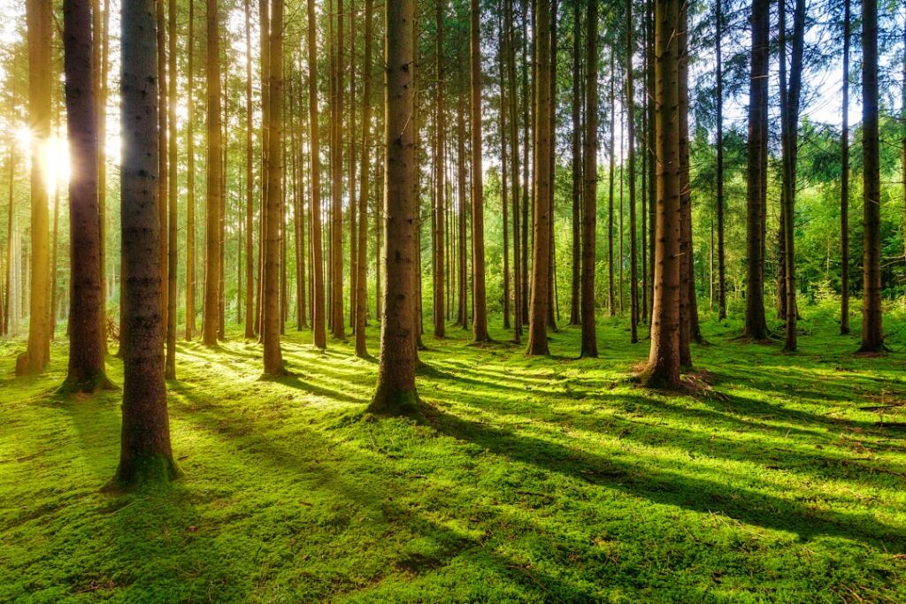 Photo Green forest