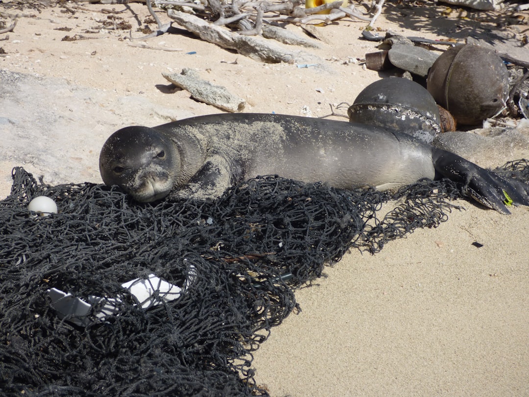 Photo Marine Debris