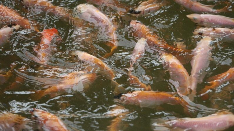 Photo Declining fish population