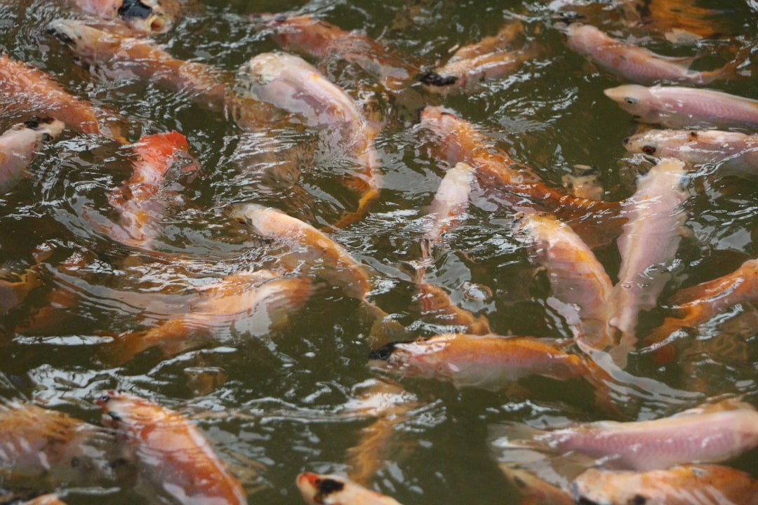 Photo Declining fish population