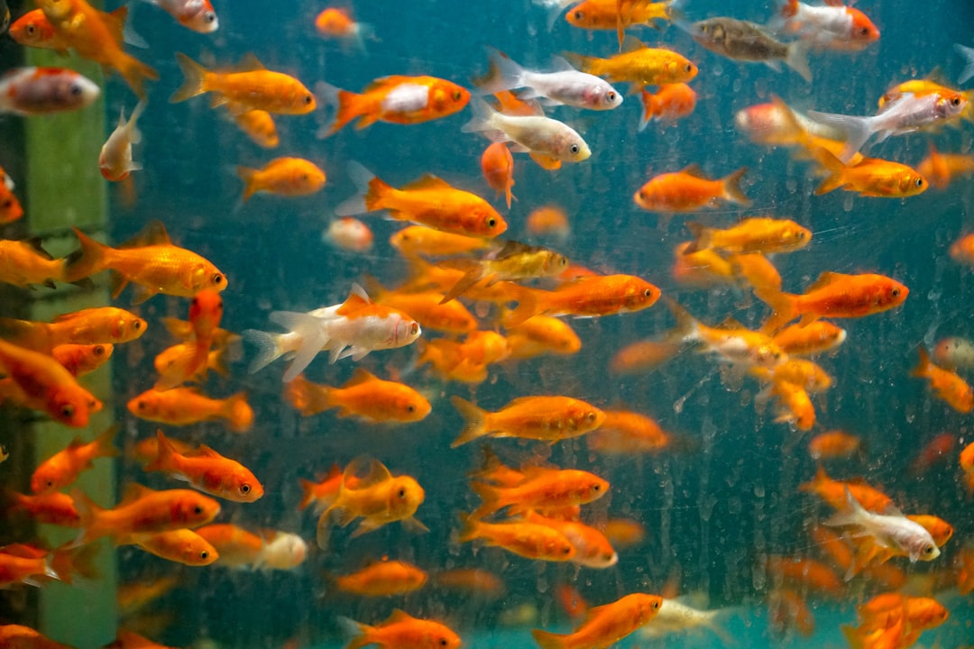 Photo Declining fish population