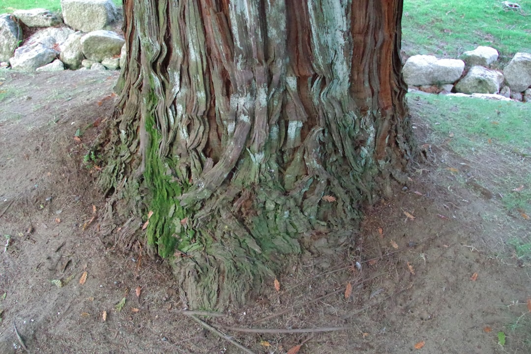 Photo Root system