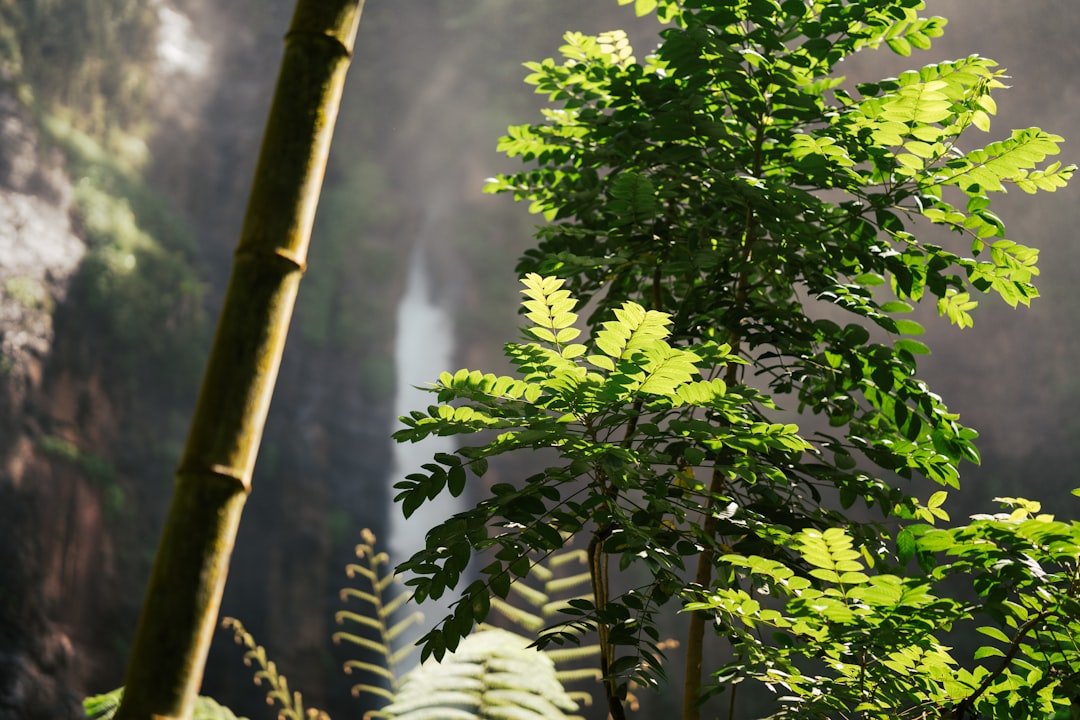 Photo Lush Rainforest