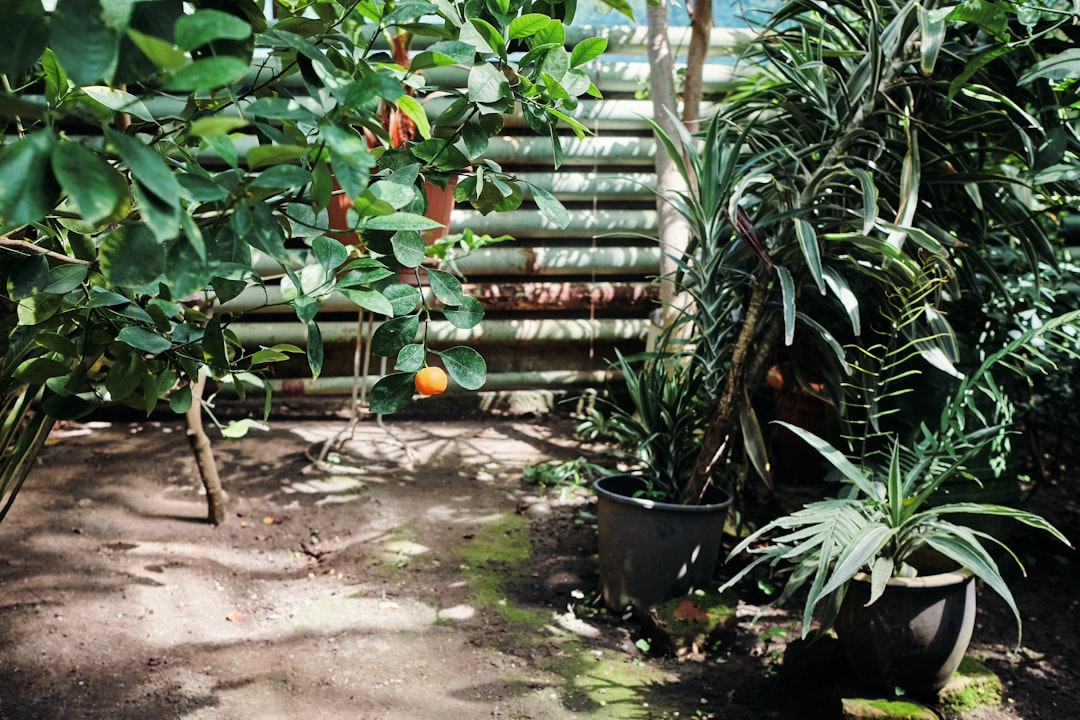 Photo Green oasis