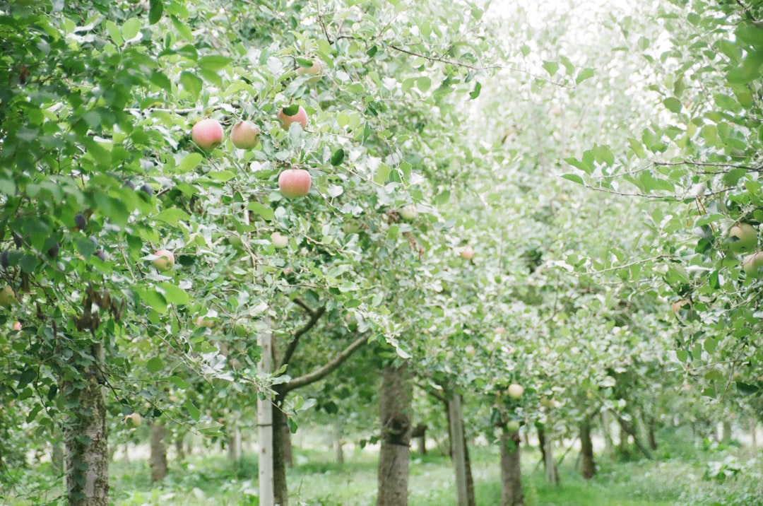 Photo Diverse orchard