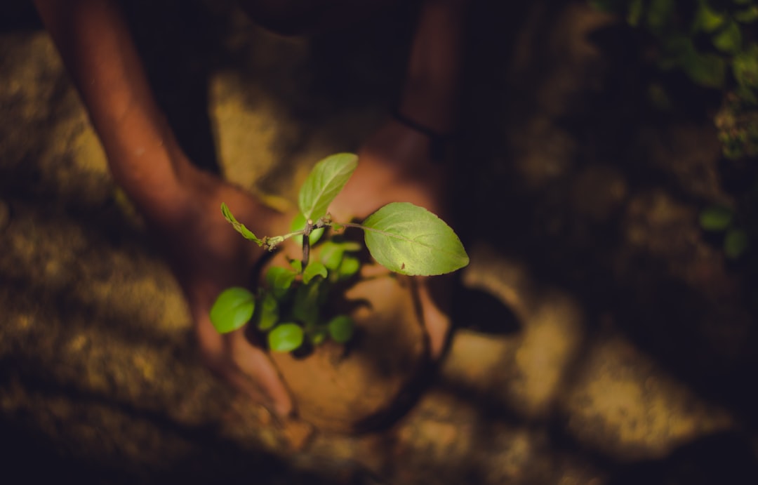 Photo Tree plantation