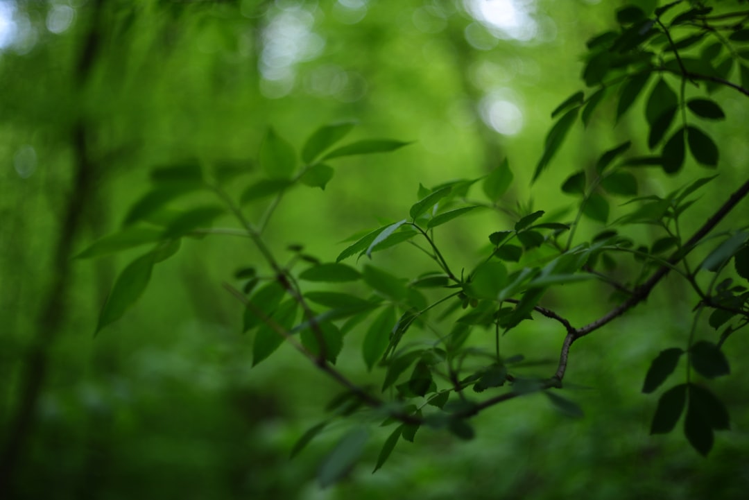 Photo Green sapling