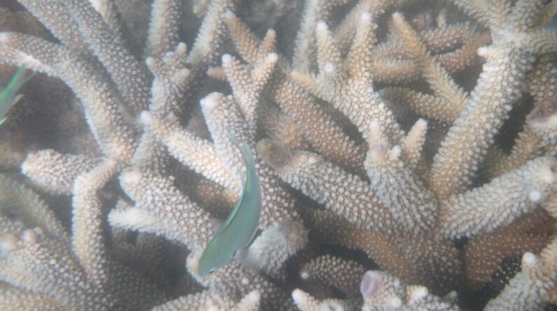 Photo Coral bleaching