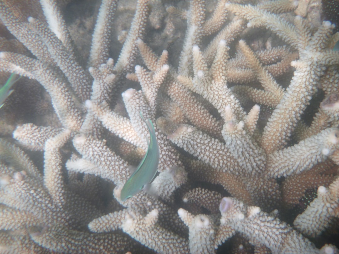 Photo Coral bleaching