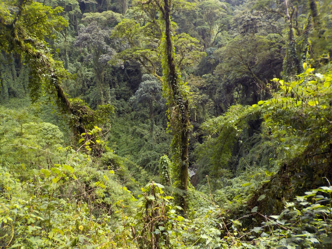 Photo Lush Rainforest